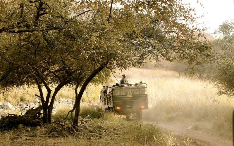 690ef265e709a-north-india-wildlife-safari
